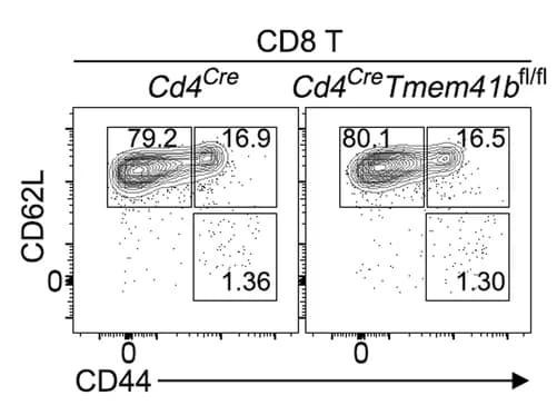 Open access visualization of Scatter Plot, Flow Cytometry, Activation Status, CD8 T Cells, Peripheral Lymph Nodes