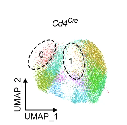 Open access visualization of UMAP, UMAP Plot, Control Naive T Cells, TMEM41B-deficient Naive T Cells, Cell Distribution