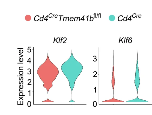 Open access visualization of Violin Plot, Violin Plots, Gene Expression, Control Naive T Cells, TMEM41B-deficient Naive T Cells