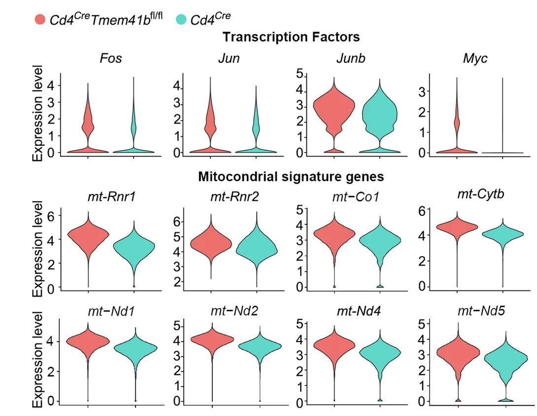 Open access visualization of Violin Plot, Violin Plots, Gene Expression, Control Naive T Cells, TMEM41B-deficient Naive T Cells