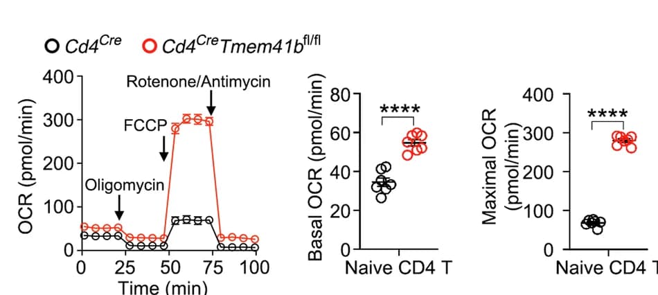 Open access visualization of Line Plot, Scatter Plot, Oxygen Consumption Rates, Control Naive CD4 T Cells, TMEM41B-deficient Naive CD4 T Cells