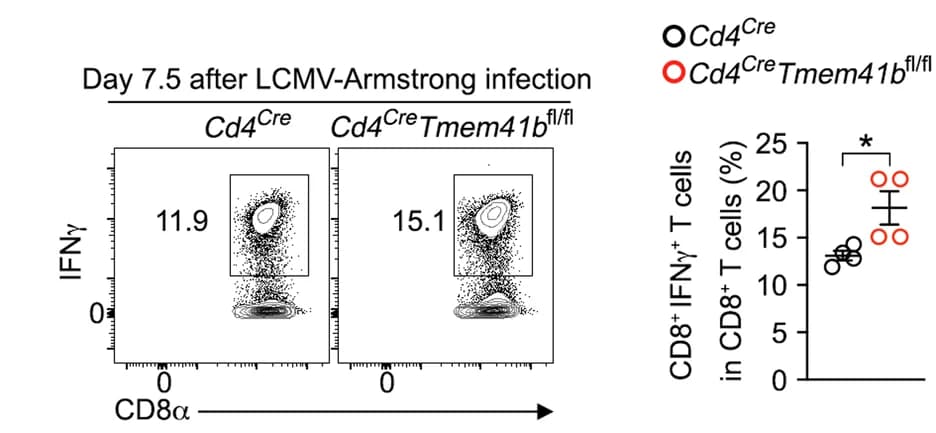 Open access visualization of Scatter Plot, Error Bars, Flow Cytometry, IFNγ + CD8 T Cells, gp33 Peptide