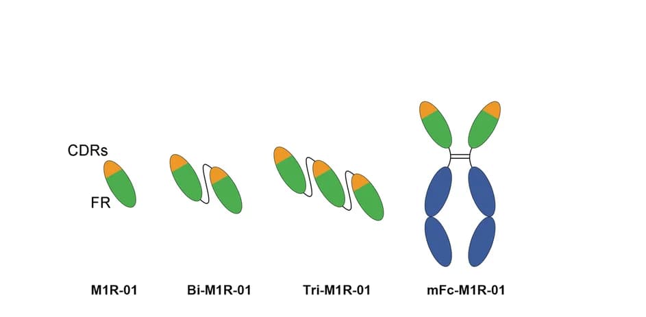 Open access visualization of Illustration, Chemical Structure, Monovalent, Bivalent, Trivalent