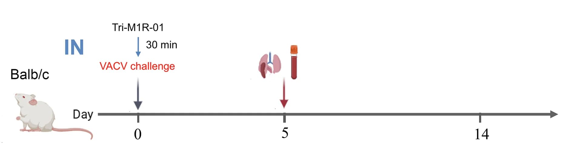 Open access visualization of Workflow, Illustration, Experimental Design, Balb/c Mice, Tri-M1R-01