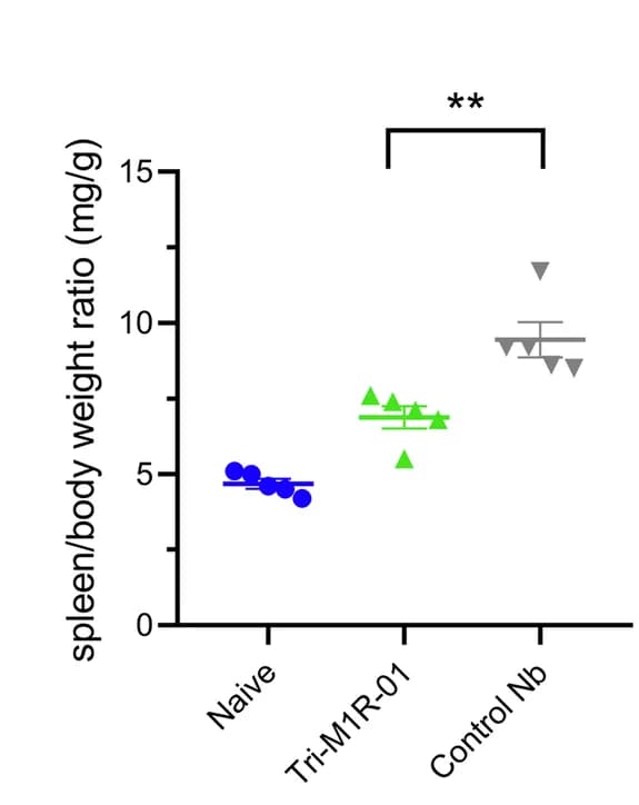 Open access visualization of Scatter Plot, Error Bars, Spleen to Body Weight Ratio