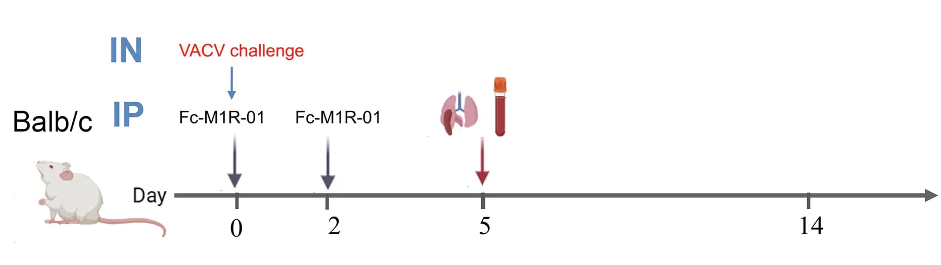 Open access visualization of Workflow, Experimental Design, VACV, Fc-M1R-01, Anti-GP73 Antibody
