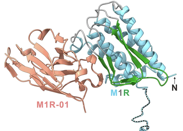 Open access visualization of Protein Structure, Crystal Structure, Nb M1R-01, Target Protein, M1R