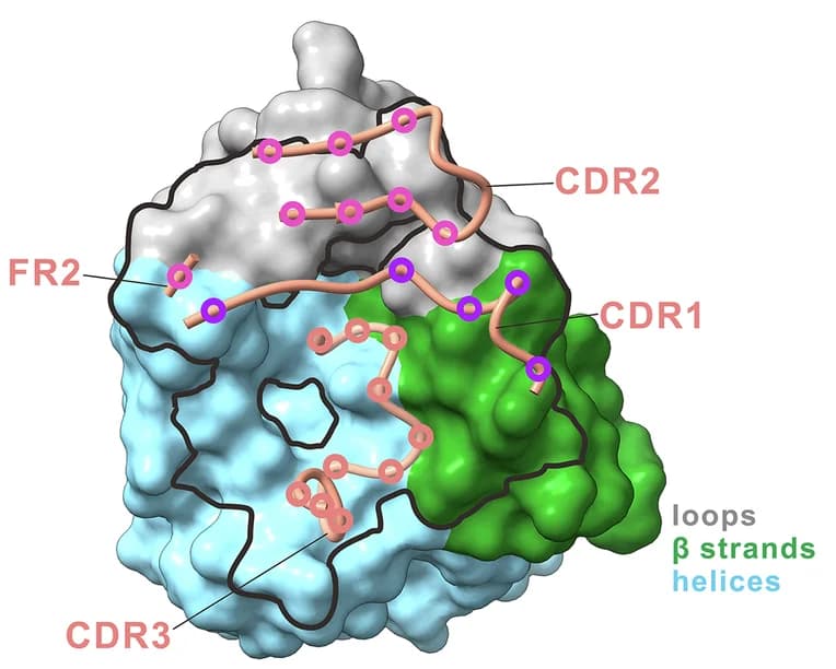 Open access visualization of Protein Structure, M1R, M1R-01, Epitope, CDRs