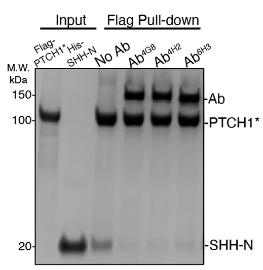 Open access visualization of Gel, Pull-Down Assay, Monoclonal Antibodies, SHH, PTCH1