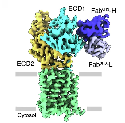 Open access visualization of Protein Structure, PTCH1, Fab 6H3, Crystal Structure, Heavy Chain