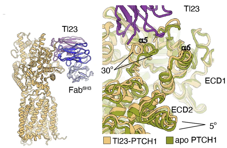 Open access visualization of Protein Structure, PTCH1, Tl23 Complex, Fab 6H3 Complex, Apo PTCH1