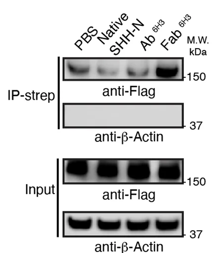 Open access visualization of Gel, Fab 6H3, Ab 6H3, PTCH1 Endocytosis, PTCH1-Flag