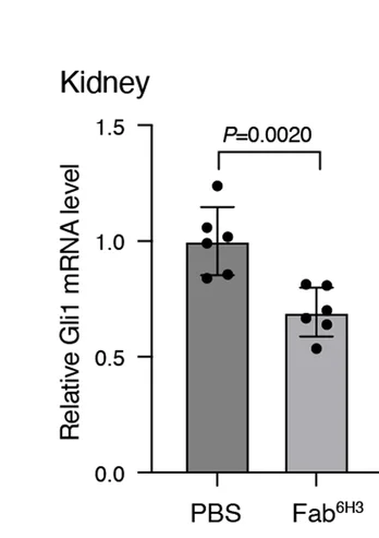 Open access visualization of Bar Plot, Error Bars, Gli1 mRNA, Kidney, Fab 6H3