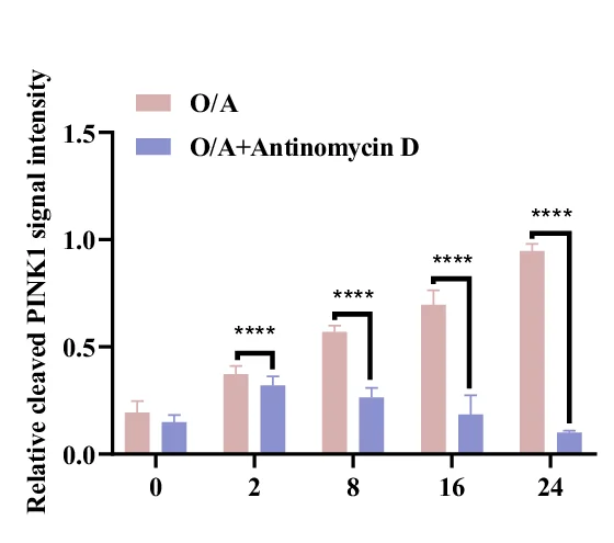 Open access visualization of Bar Plot, Error Bars, Clustered, Protein Quantification, GAPDH
