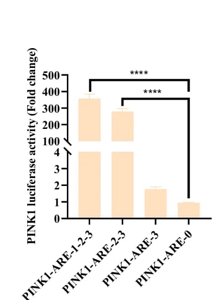 Open access visualization of Bar Plot, Error Bars, PINK1 Promoter, HEK293T Cells, Luciferase Assay