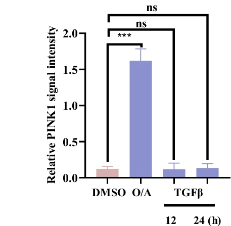 Open access visualization of Bar Plot, Error Bars, Proteins, Quantification, GAPDH