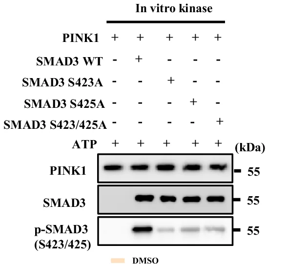 Open access visualization of Gel, SMAD3, SMAD3-S423A, SMAD3-S425A, SMAD3-S423/425A