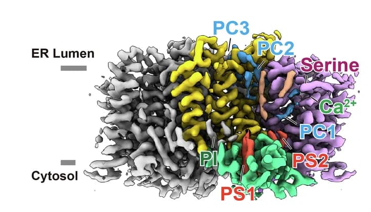 Open access visualization of Protein Structure, Cryo-EM Map, PSS1, Endogenous Lipids