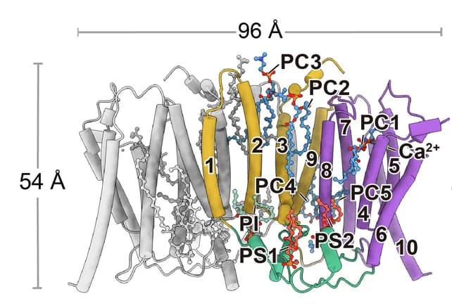Open access visualization of Protein Structure, Chemical Structure, PSS1 Structure, Cylinder Representation, Side View