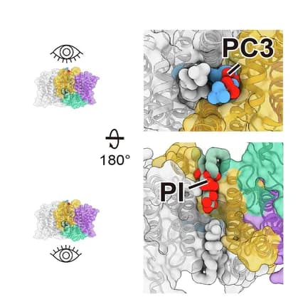 Open access visualization of Protein Structure, Lipid Structure, Dimer Interface, ER Lumen Side, Cytosolic Side