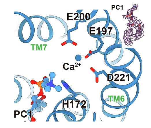 Open access visualization of Protein Structure, Chemical Structure, Catalytic Site, PSS1 Structure, Calcium