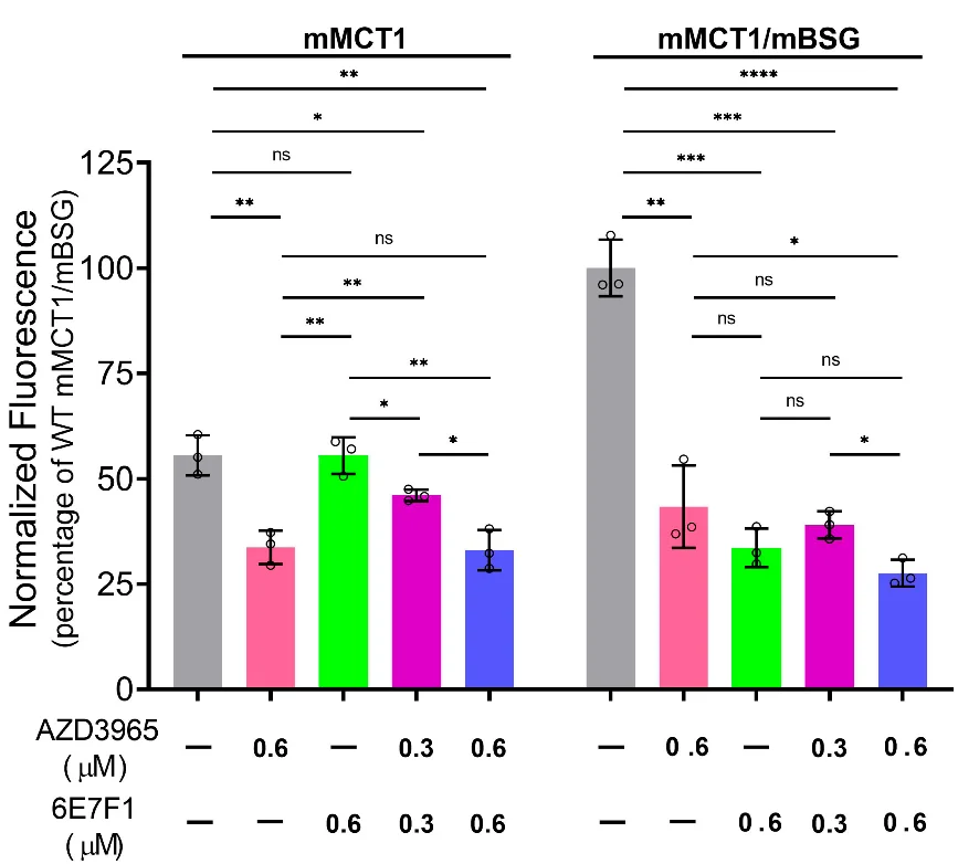 Open access visualization of Bar Plot, Error Bars, mMCT1, mBSG, H+