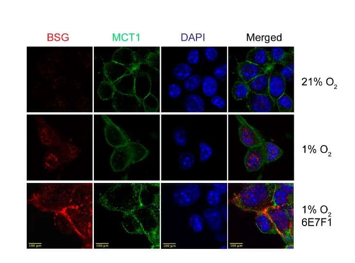 Open access visualization of Microscopy, Immunofluorescence, BSG Protein, MCT1 Protein, Plasma Membrane