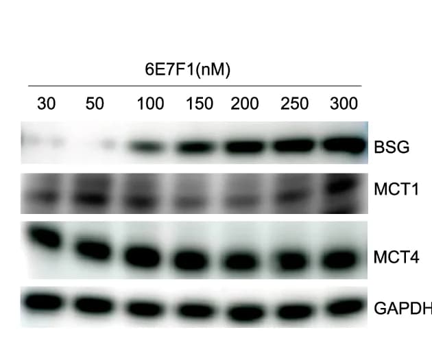 Open access visualization of Gel, Western Blot, BSG Protein, MCT1 Protein, MCT4 Protein