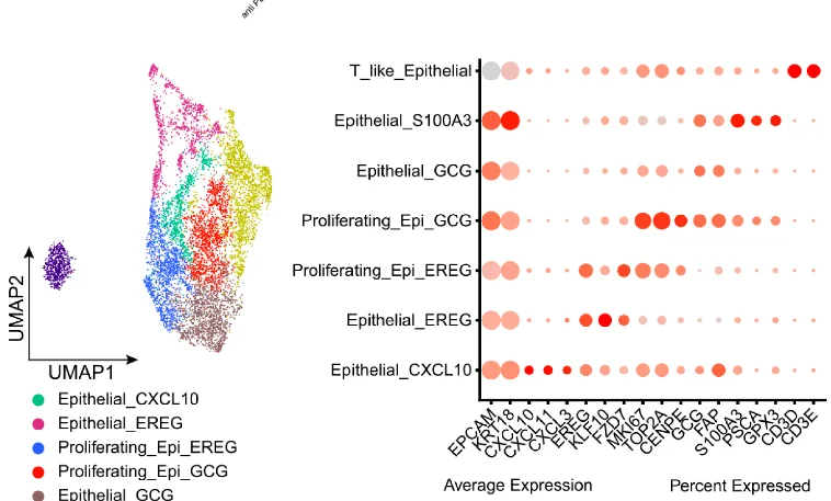 Open access visualization of UMAP, Bubble Plot, UMAP Plots, Cell Types, Marker Genes