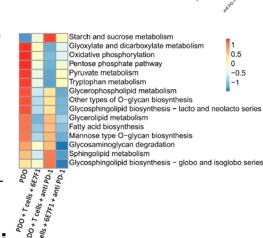 Open access visualization of Heatmap, Heatmaps, Metabolic Variation, Epithelial Groups