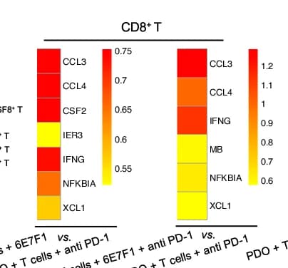 Open access visualization of Heatmap, Heatmaps, Gene Expression, CD8+ T Cells, Seurat