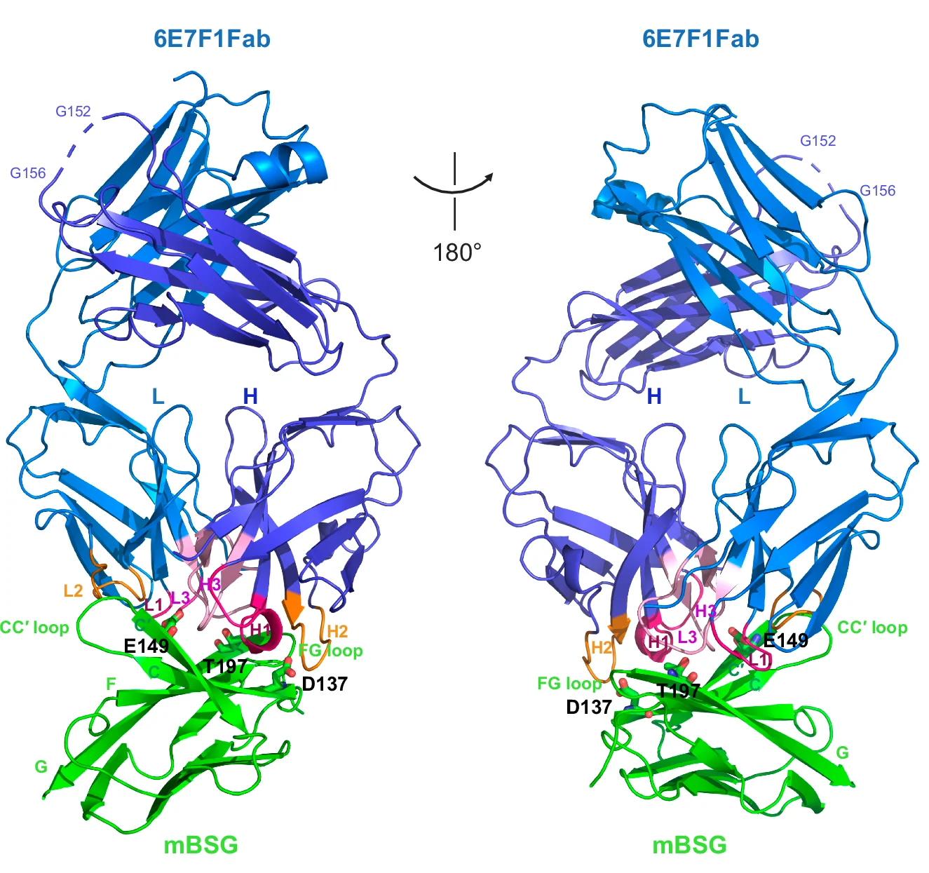 Open access visualization of Protein Structure, 6E7F1Fab, Ig2 Domain, mBSG, Residues