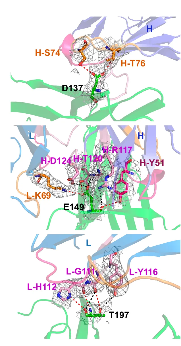 Open access visualization of Protein Structure, 6E7F1Fab, Residues, D137, E149
