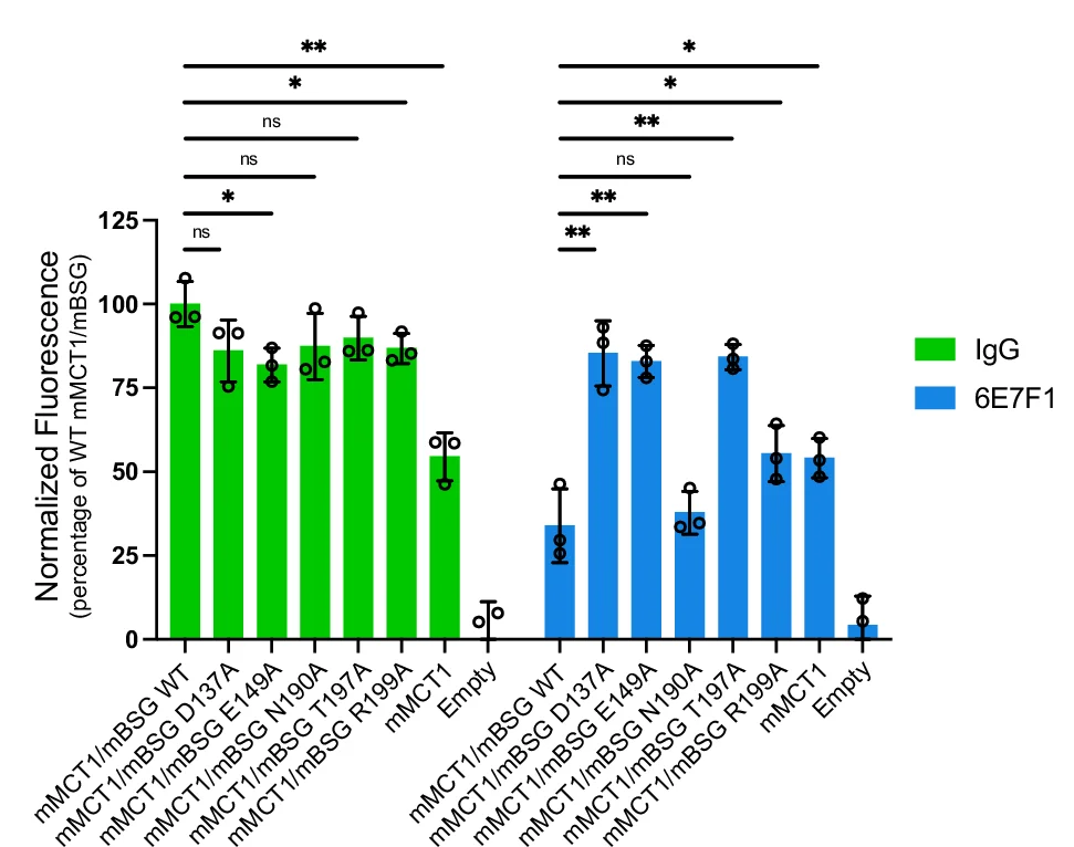 Open access visualization of Bar Plot, Error Bars, Transport Activity, mMCT1, Binding Affinity