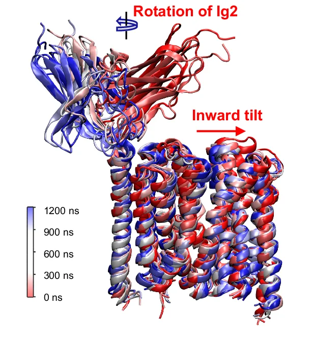 Open access visualization of Protein Structure, Molecular Dynamics Simulation, mMCT1, mBSG