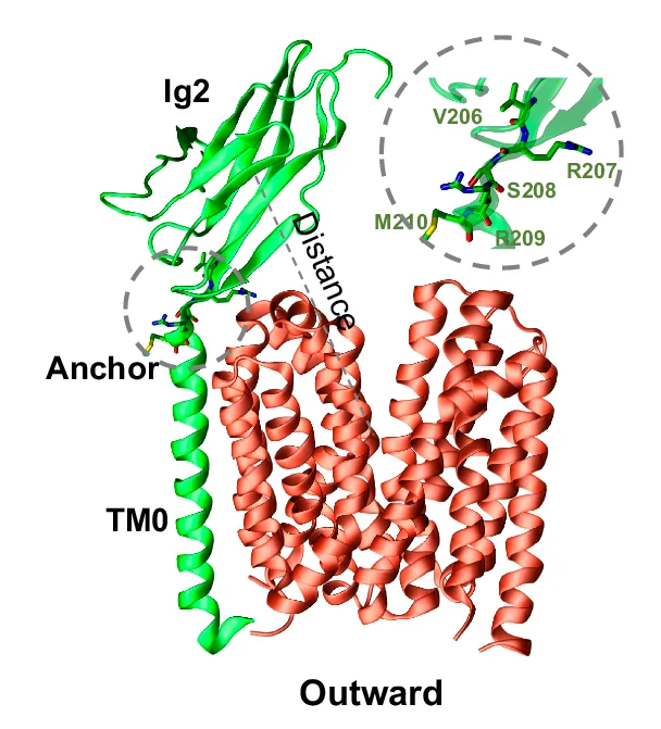 Open access visualization of Protein Structure, Chemical Structure, Molecular Dynamics Simulation, Protein Dynamics, mBSG