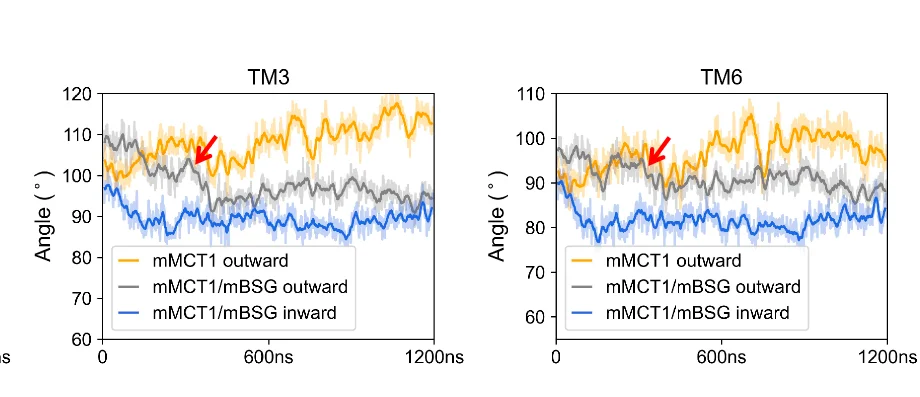 Open access visualization of Line Plot, Error Bars, Molecular Dynamics Simulation, Protein Dynamics, mMCT1