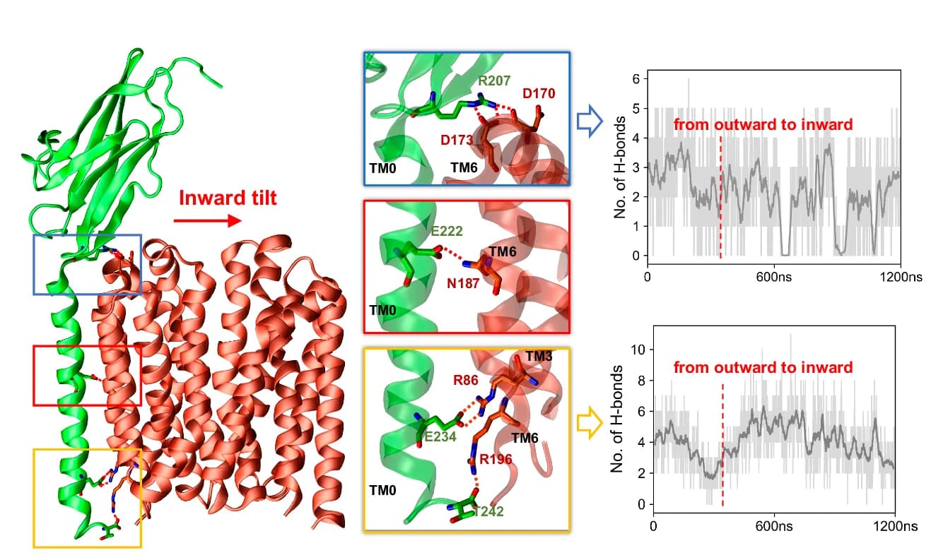 Open access visualization of Line Plot, Protein Structure, Molecular Dynamics Simulation, Protein Dynamics, Hydrogen Bonds