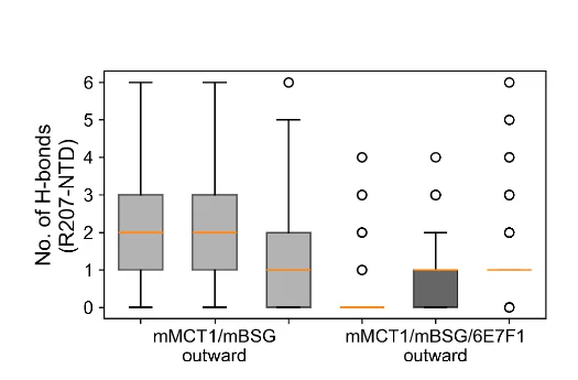 Open access visualization of Box Plot, H-bonds, mBSG, R207, mMCT1