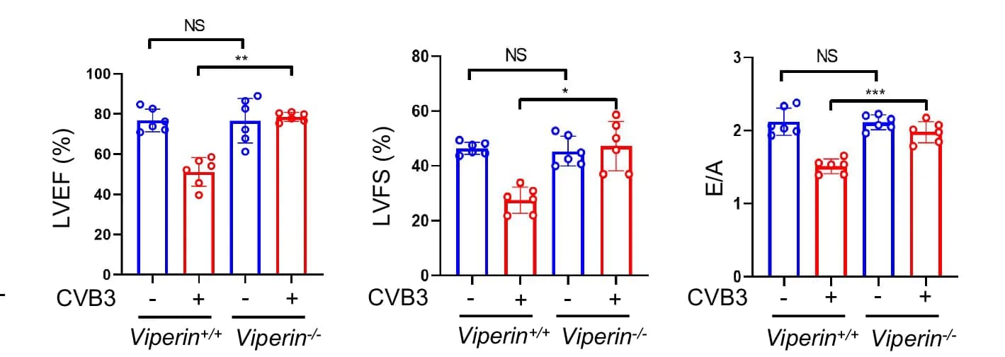 Open access visualization of Bar Plot, Error Bars, Scatter Plot, Viperin Knockout Mice, CVB3 Infection