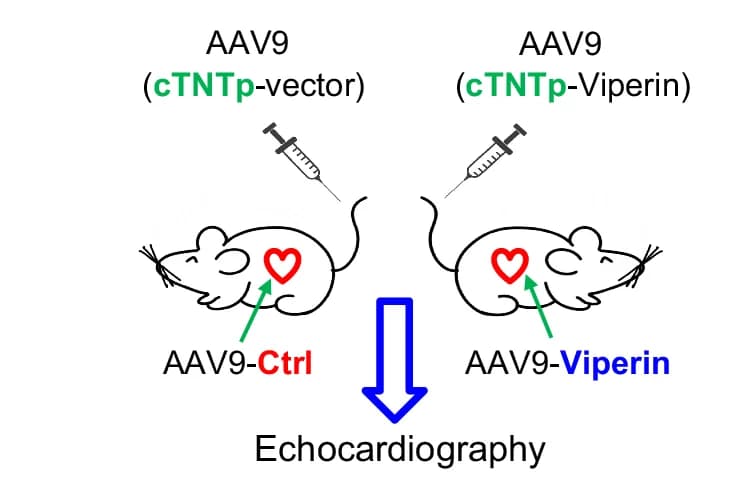 Open access visualization of Workflow, Illustration, AAV9-Ctrl, AAV9-Viperin, cTNTp Promoter