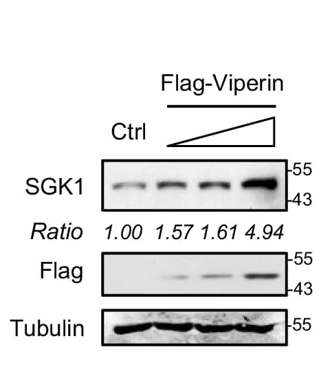 Open access visualization of Gel, Western Blot, SGK1 Protein, HL-1 Cells, Flag-Viperin