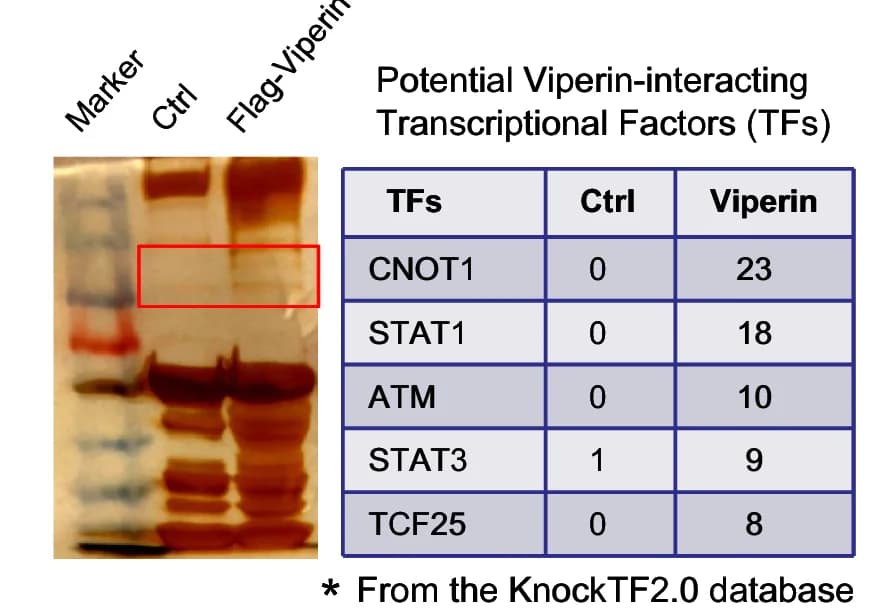 Open access visualization of Gel, Table Image, Cell Lysates, HEK293T Cells, Flag-Viperin