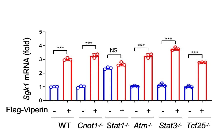 Open access visualization of Bar Plot, Scatter Plot, RT-qPCR, Sgk1 mRNA, HEK293T Cells