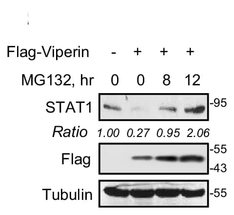 Open access visualization of Gel, Western Blot, STAT1, HEK293T Cells, Flag-Viperin