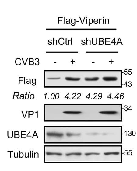 Open access visualization of Gel, Western Blot, Flag-Viperin, HL-1 Cells, shCtrl