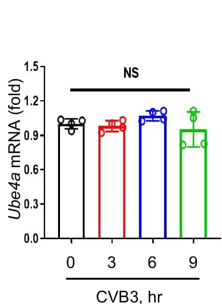 Open access visualization of Bar Plot, Error Bars, RT-qPCR, Ube4a mRNA, HL-1 Cells