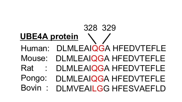 Open access visualization of Illustration, Table Image, Multiple Alignment, CVB3 3C, UBE4A