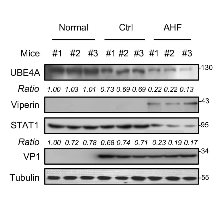 Open access visualization of Gel, Western Blot, UBE4A, Viperin, STAT1