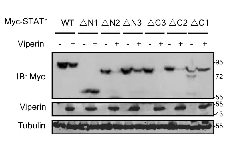 Open access visualization of Gel, Western Blot, Myc-STAT1, HEK293T Cells, Viperin